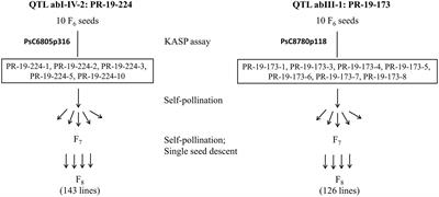 Fine Mapping of QTLs for Ascochyta Blight Resistance in Pea Using Heterogeneous Inbred Families